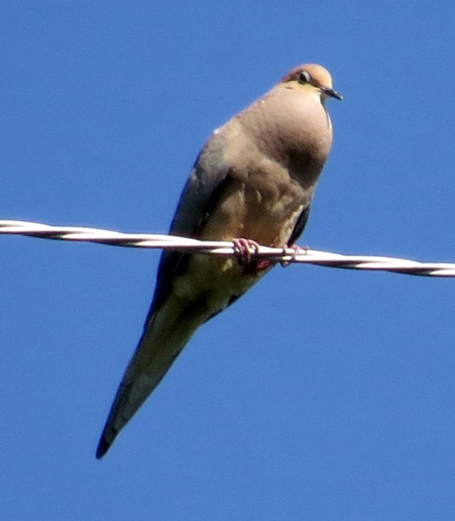 Isn't that wild looking? Wonders never cease, or at least not so far. 