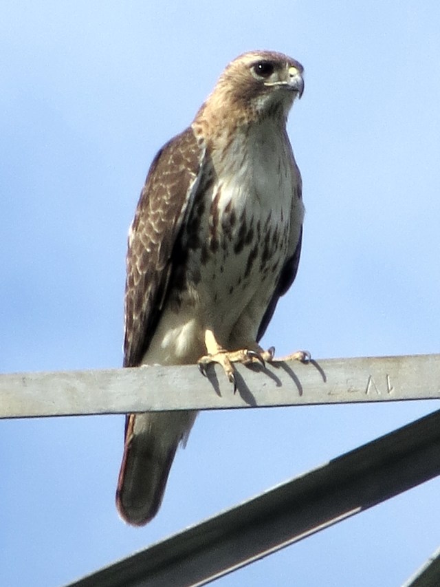 Red-tailed hawk. In view from the end of my street - I was and am amazed. 