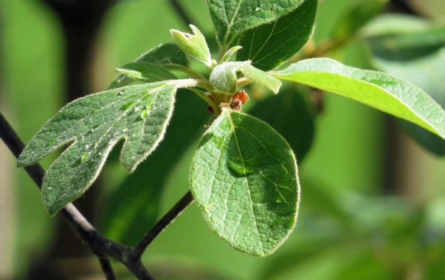 Sassafras at Bryan Park 
