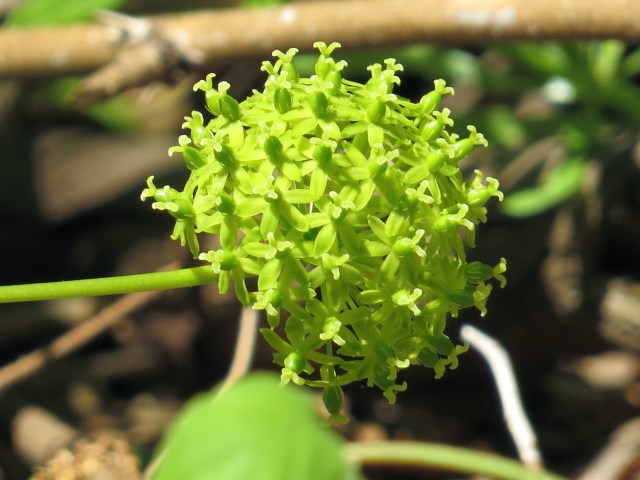 Non-typical - at this point I have no idea. Perhaps next week. It almost looks fake. 