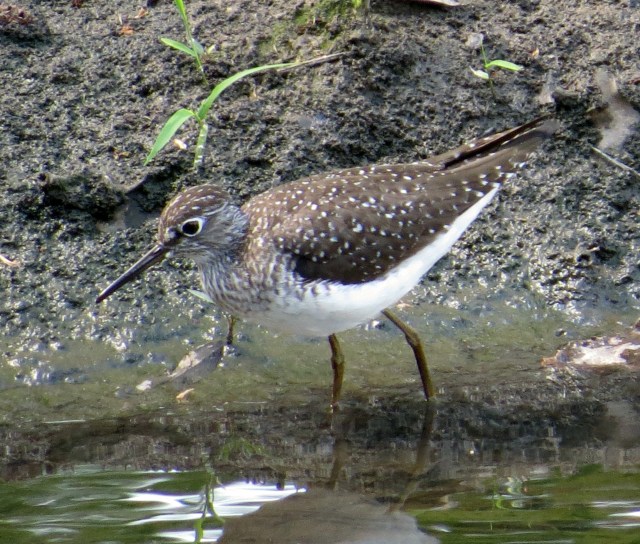 My first  ever Solitary sandpiper - Bryan Park 