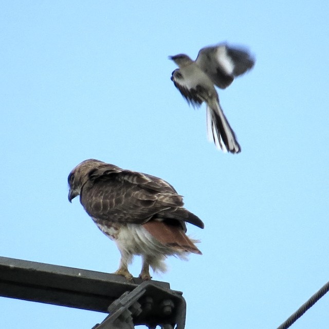 Songbird attacking a raptor. It's just amazing. 