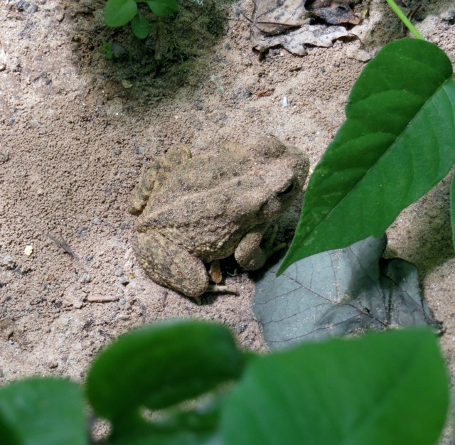 Perhaps an American Toad. See how well camouflaged they are? 