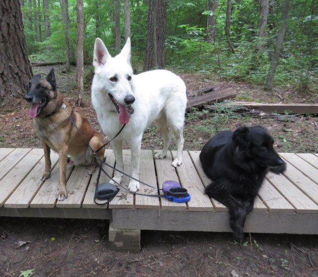 That is one great bunch of dogs right there. 