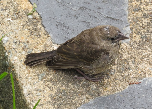 Yet another uncertain fledgling, this one on the front walk - and this one flew away too! 