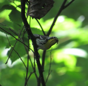 Mystery bird picture #1 