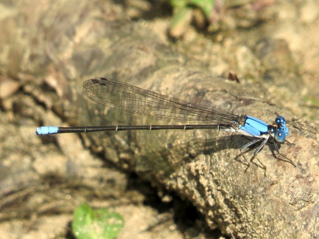 Blue dancers are always beautiful. And if one flies away, another will be along in short order.