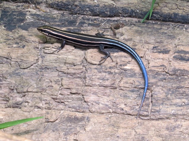 Five-lined skink. Blue is a very popular color at Pony Pasture. You should have seen the sky.