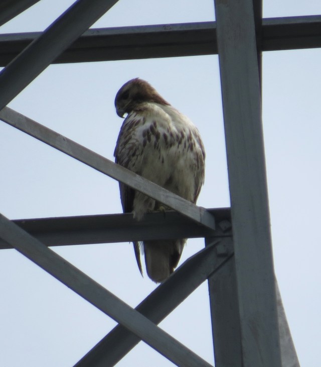Female Red-tail. Probably waiting for another cottontail to make its last mistake.