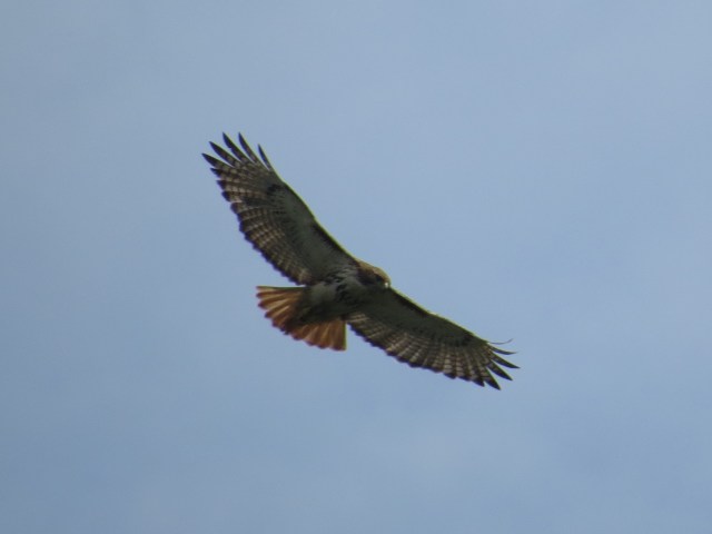 Slightly improved flying hawk picture