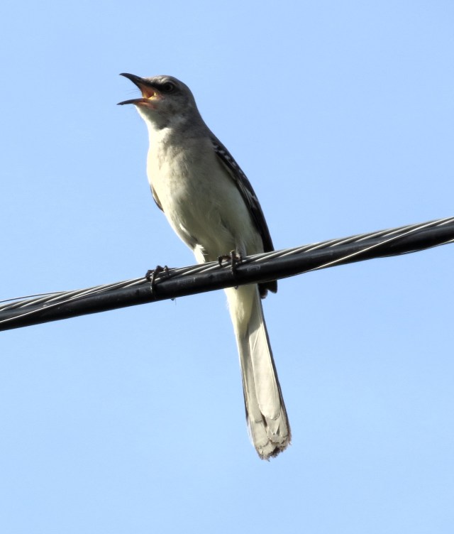 Enthusiastic mockingbird sharing the wire with the bluebird