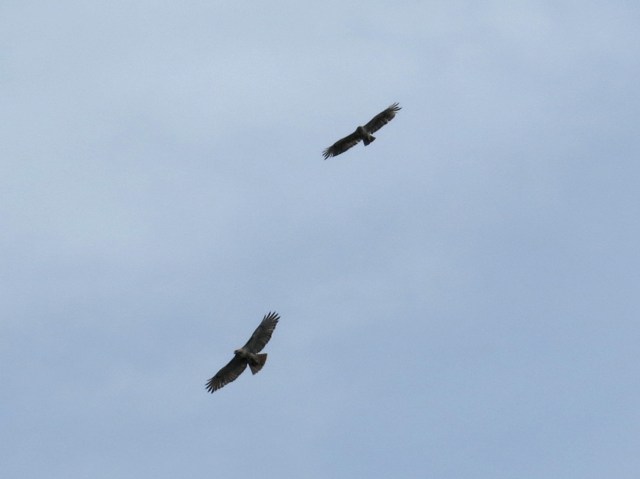 Pair of hawks soaring above my house. Our neighborhood is nearly overrun with cottontail rabbits. The hawks will help restore balance.