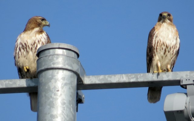 Female (left) and male Red-tailed hawks this morning at Freeman HS
