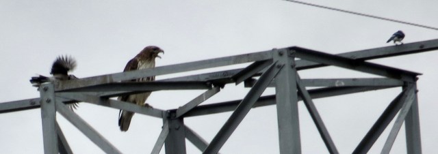 The bluejays think the hawk is obnoxious; the hawk thinks the bluejays are obnoxious. I think. 