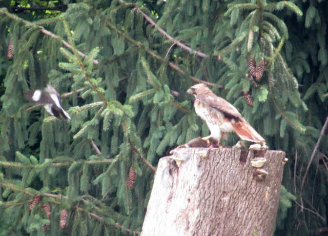 Red-tailed hawk on a stump; mockingbird on left, rabbit under-talon, pine trees in background