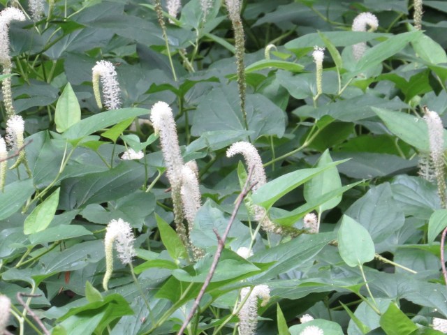 Mystery plant (yet again).