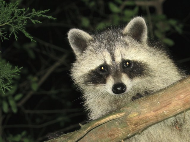 An inscrutable expression. A bit worried, a bit of a frown. I believe that is a youngster.