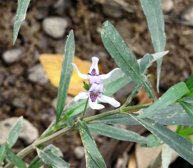Boy that is such a beautiful flower. You'd think it would be mobbed by pollinators.