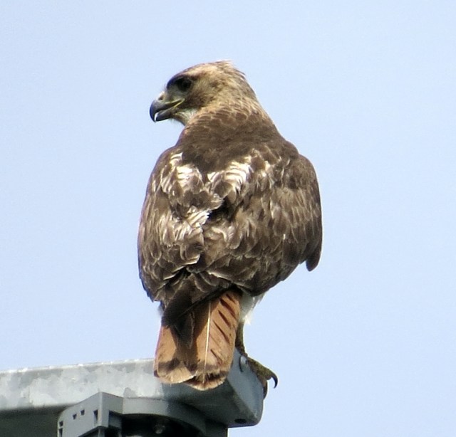 Neighborhood hawk. It's great to have them around.