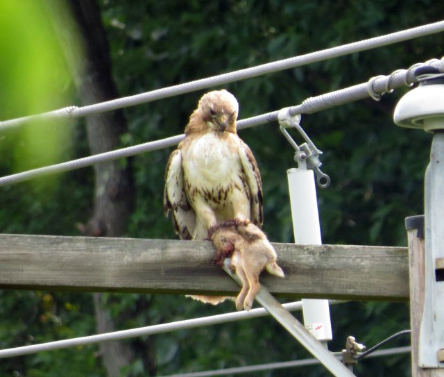 Bringing home the bacon, in a manner of speaking