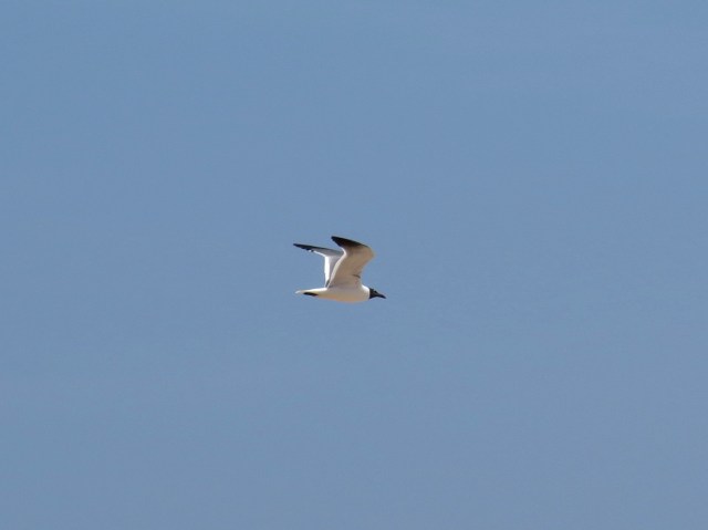 Beautiful bird on a beautiful day