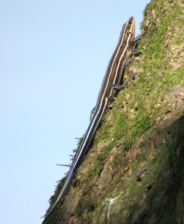 Skink on a mossy log at the edge of the river