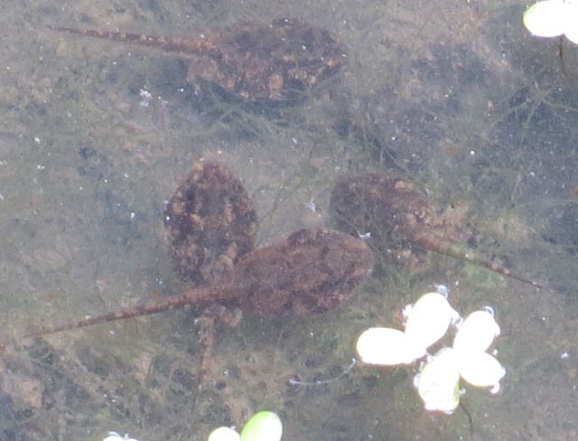 Tadpoles near Brown's Island. See the feet? And the spots?