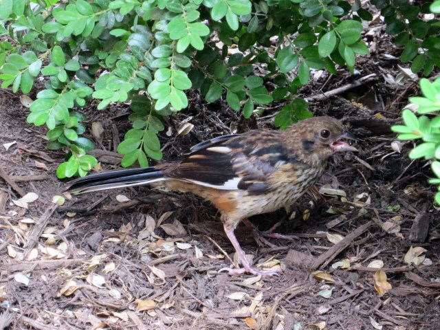 Young Eastern towhee under a boxwood in front of my office window.