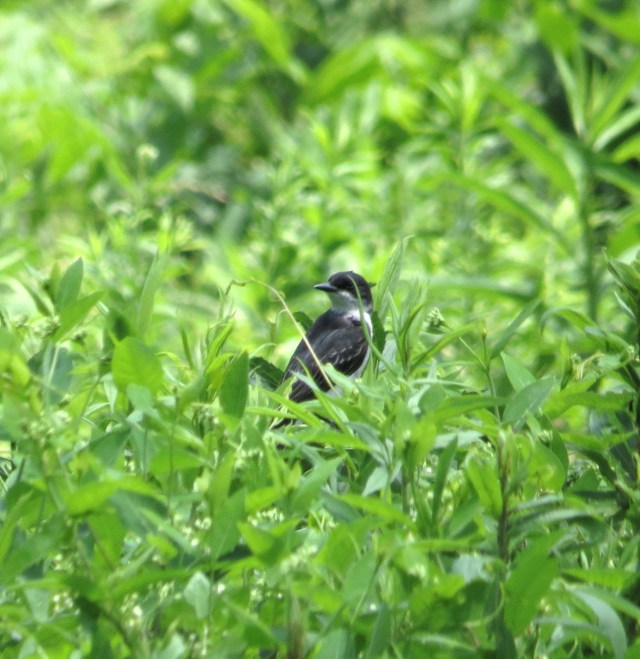 My first Tree swallow