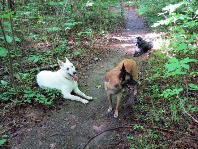 Those are three handsome and outstanding boys. You have never hiked with three better dogs - they are 100% of a treat 100% of the time. 