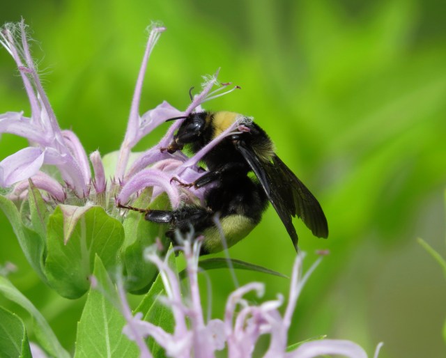 Bee on a Bryan Park flower