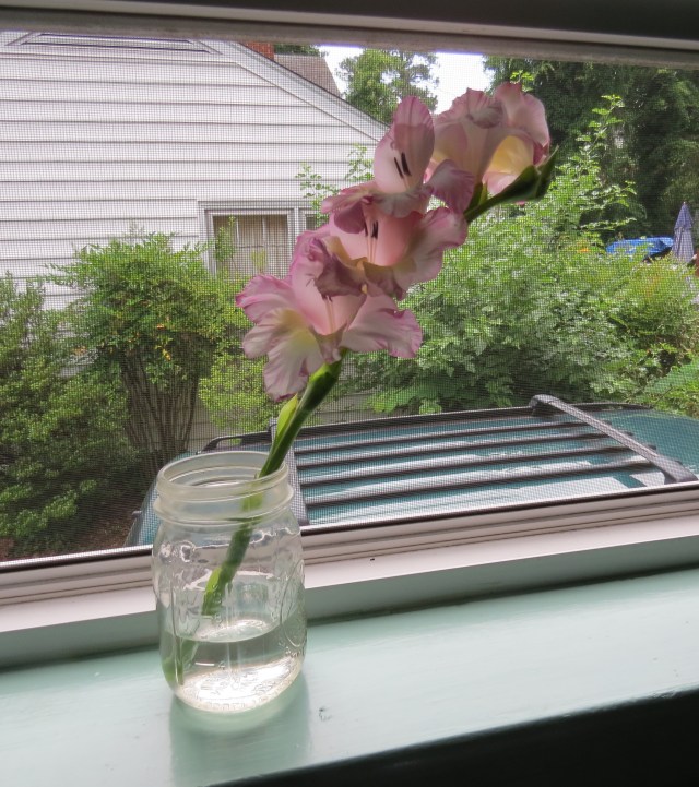 Gladiolas from the backyard to the windowsill in our kitchen: 