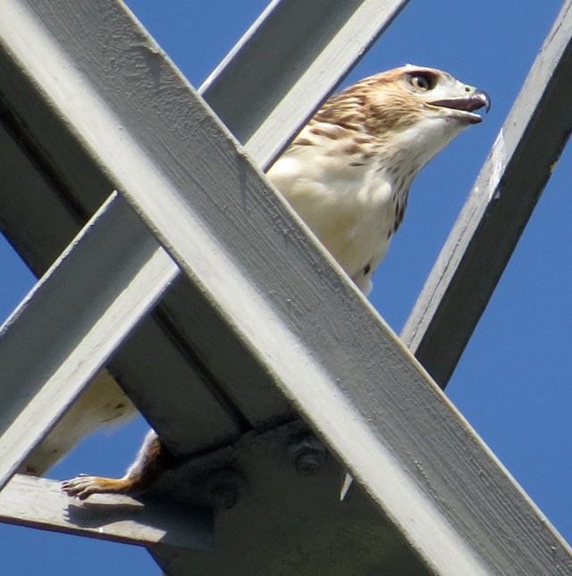 Fortunate hawk / unfortunate squirrel 
