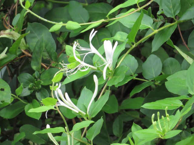 My all time favorite flower. 