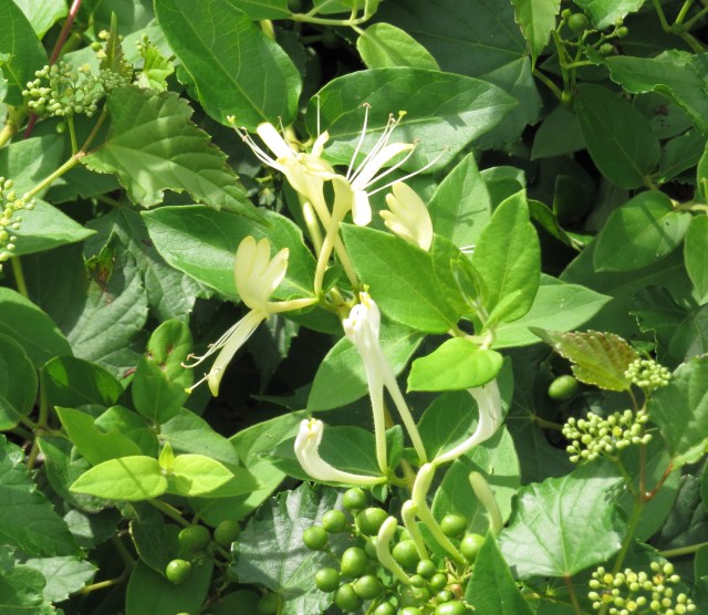 Late season honeysuckle