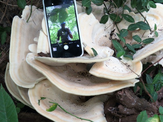 A fungus, an iphone, a mystery guest