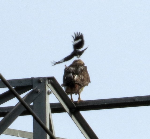 Mockingbird harassing hawk