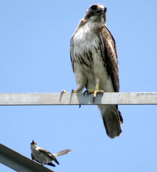 The hawk is still watching for a rabbit or a squirrel to run past. What is that mockingbird even DOING!?