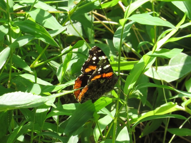 Also unidentified, but  isnt