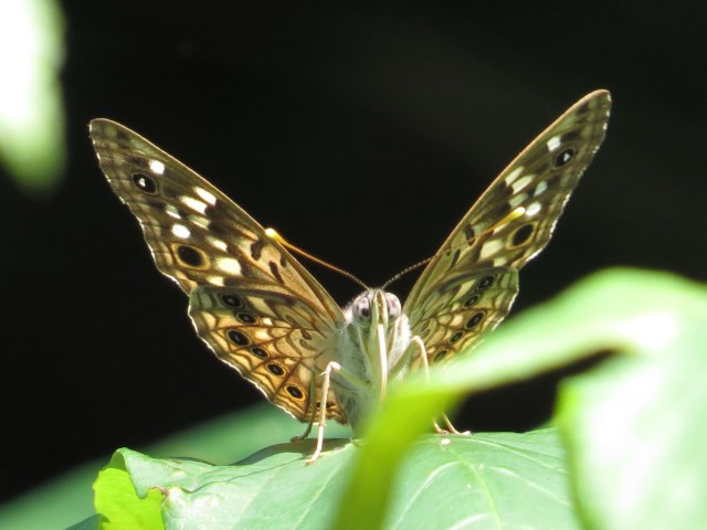The first moth I photographed this week - ID anyone? 