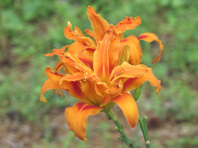 THAT is an orange flower. My Dad would have loved it. 