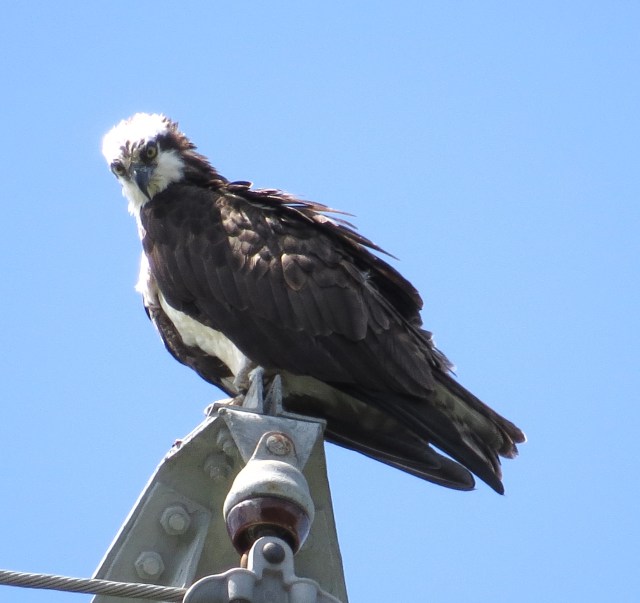 Osprey on a power pole