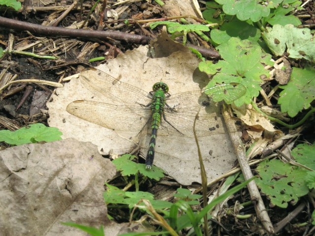 Eastern Pondhawk with matching chlorophyll colored leaves 