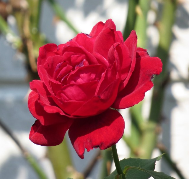 Just spectacular. And it's nearly August! 