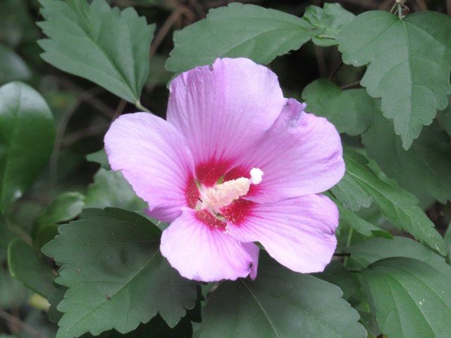 A big, bright, beautiful purple Rose-of-Sharon (in my backyard) 