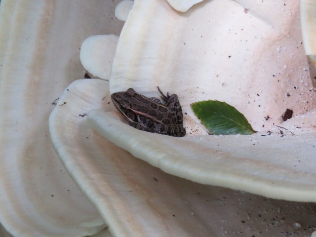 Southern leopard frog (Lithobates sphenocephalus)