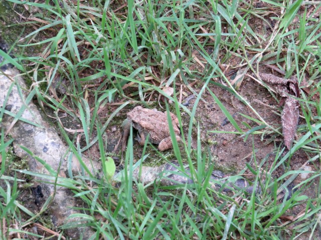This post is infested with unidentified creatures. Including this toad, although thats