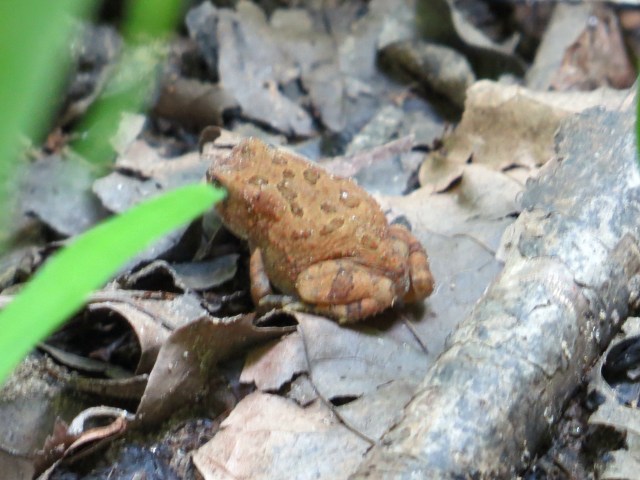 Toads everywhere! At Pony Pasture anyway. 