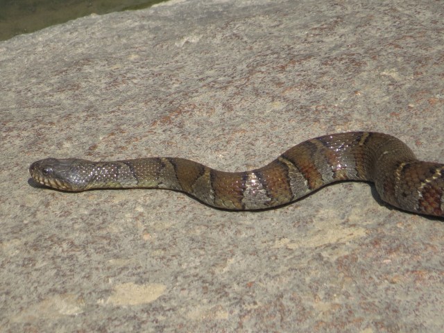 Northern water snake at Bryan Park. Good eye Ethan! 