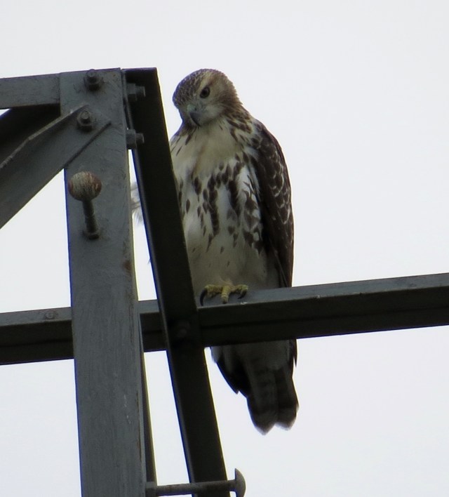 I believe this is a youngster. The coloring is a big light. But I don't know as much as I should. 